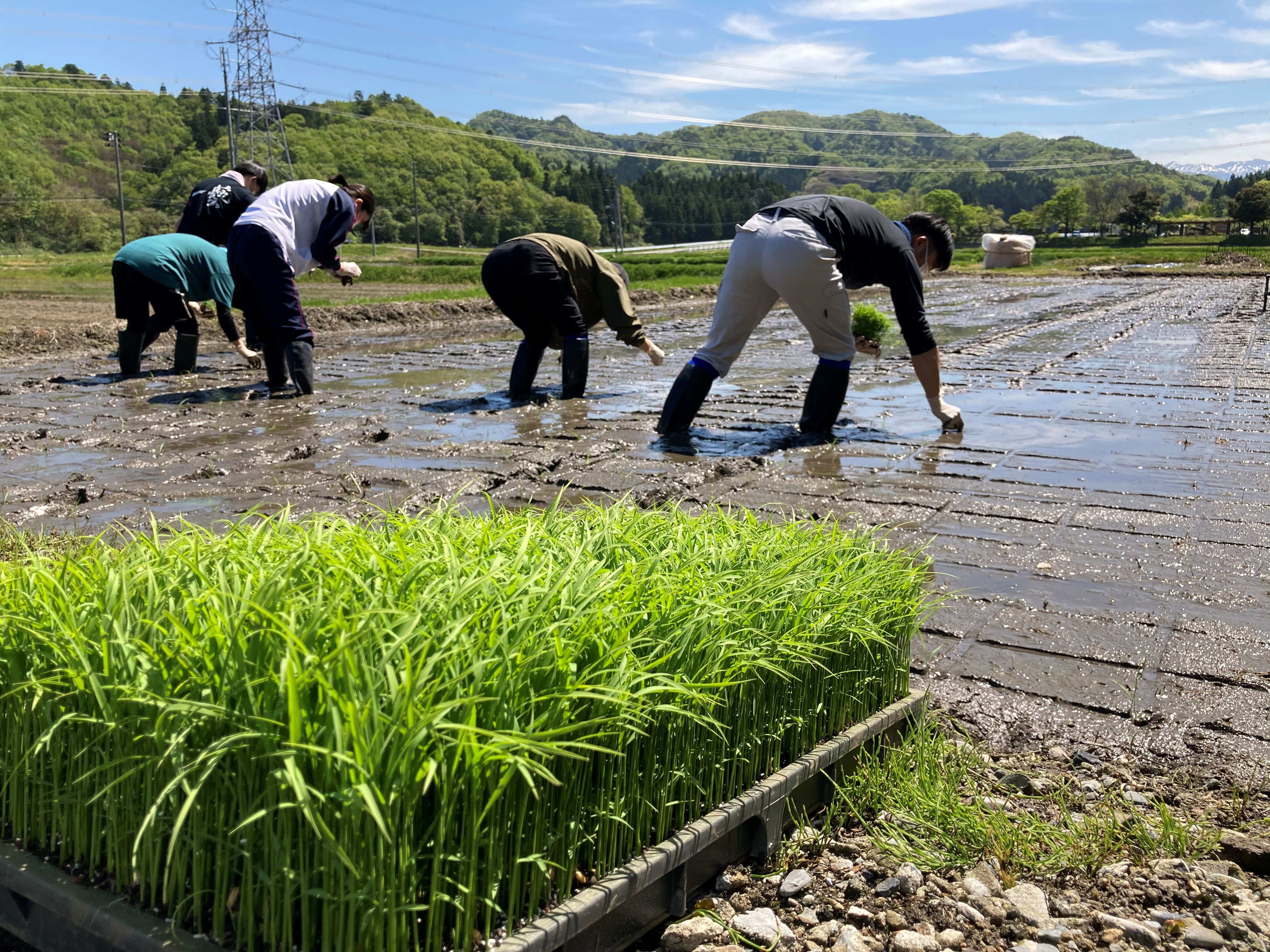 快晴の日 酒米菊水 の田植えを行いました 菊水酒造