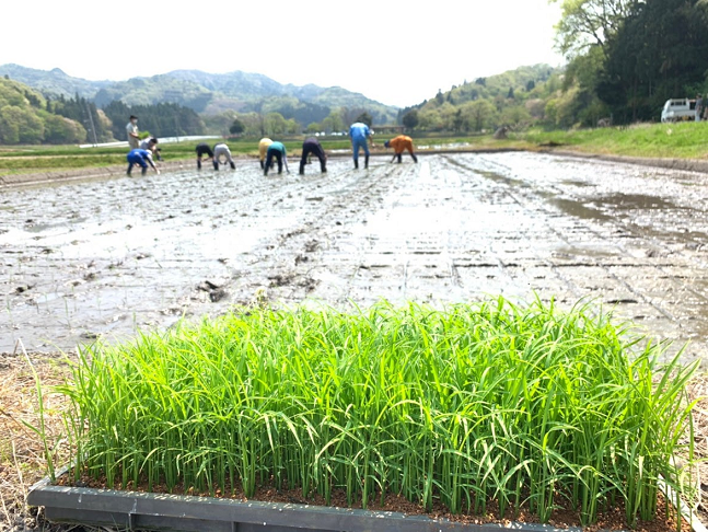 本日「酒米菊水」の田植えが行われました