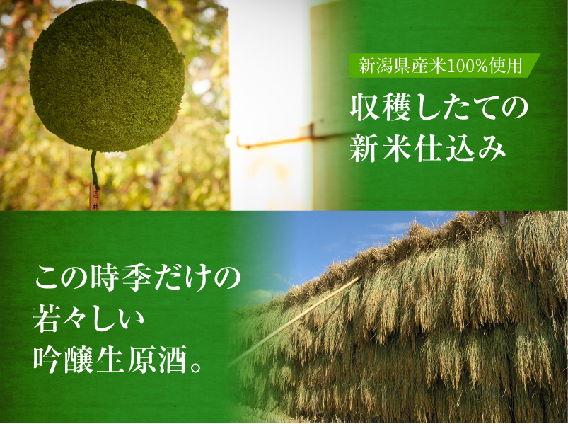 吟醸 生原酒 新米新酒 ふなぐち菊水一番しぼり 菊水酒造 吟醸 生原酒 新米新酒 ふなぐち菊水一番しぼり 菊水酒造